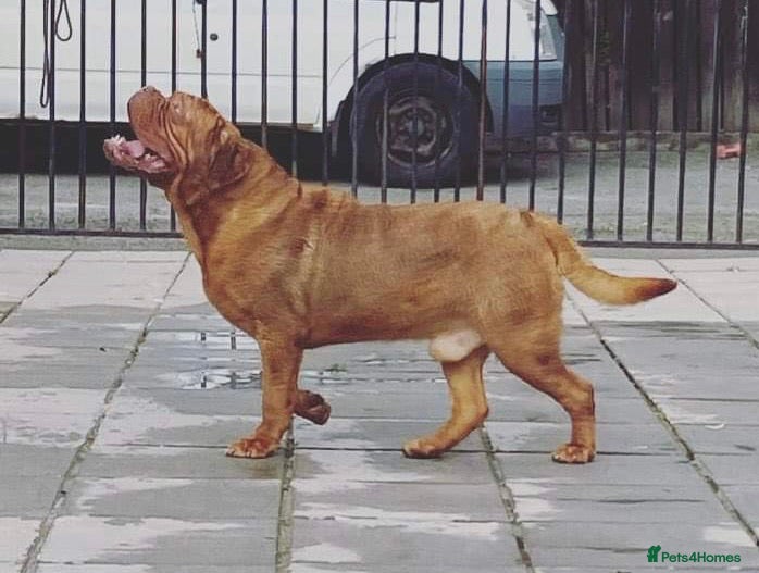 Dogue De Bordeaux dogs stud available in Carlisle - Advert 1
