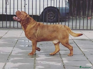 Dogue De Bordeaux dogs stud available in Carlisle - Advert 16