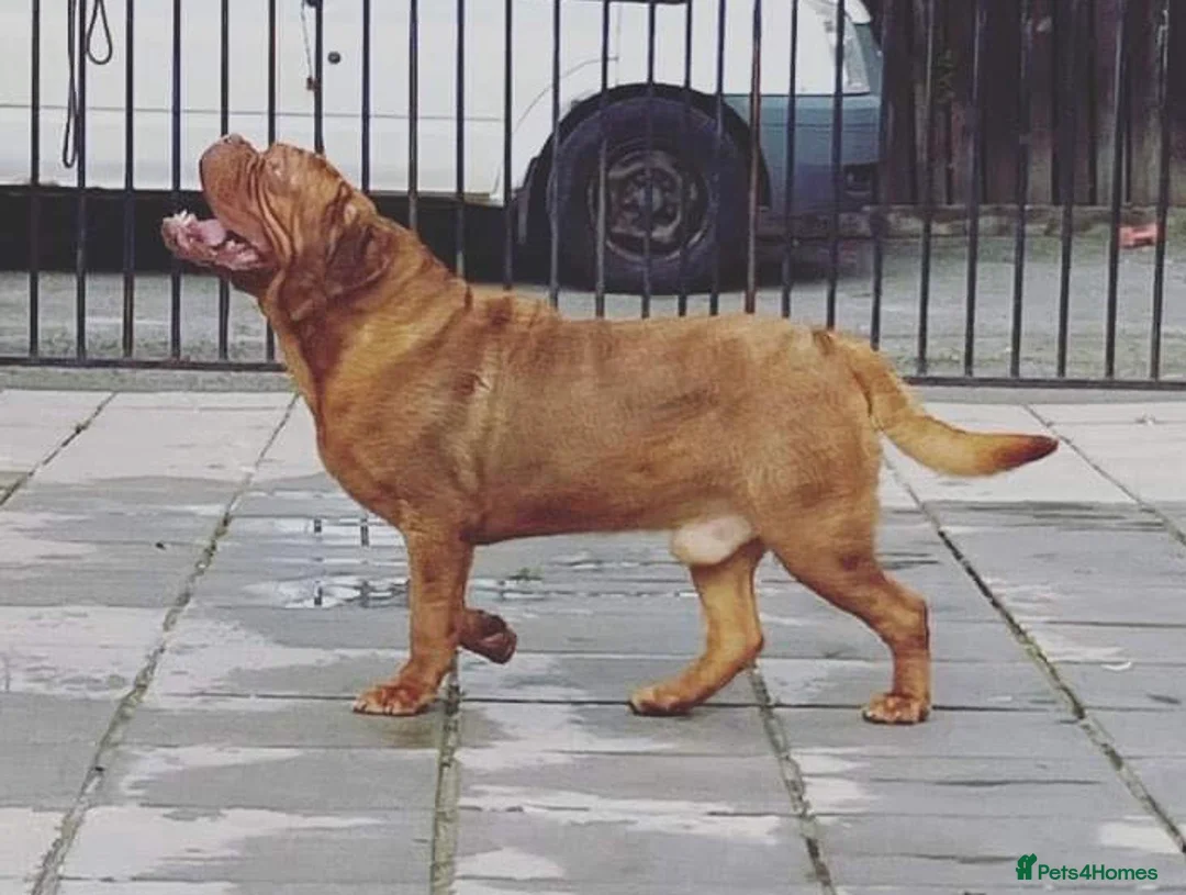 Dogue De Bordeaux dogs for stud: stud available in Carlisle - Advert 1