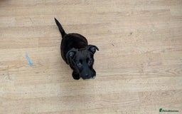 Mixed Breed dogs for sale: Last 3 mixed breed puppies available  - Image 13