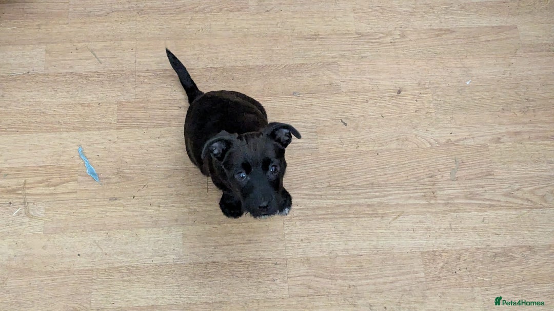 Mixed Breed dogs for sale: Last 3 mixed breed puppies available  - Image 13