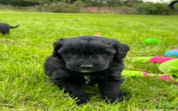 Bordoodle dogs for sale: Quality Miniature Bordoodles  - Image 12