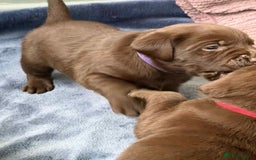 Labrador Retriever dogs for sale: KC SILVER/CHOCOLATE PEDIGREE LABRADOR PUPIES - Image 20