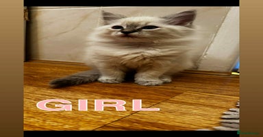 Ragdoll cats - Advert 13
