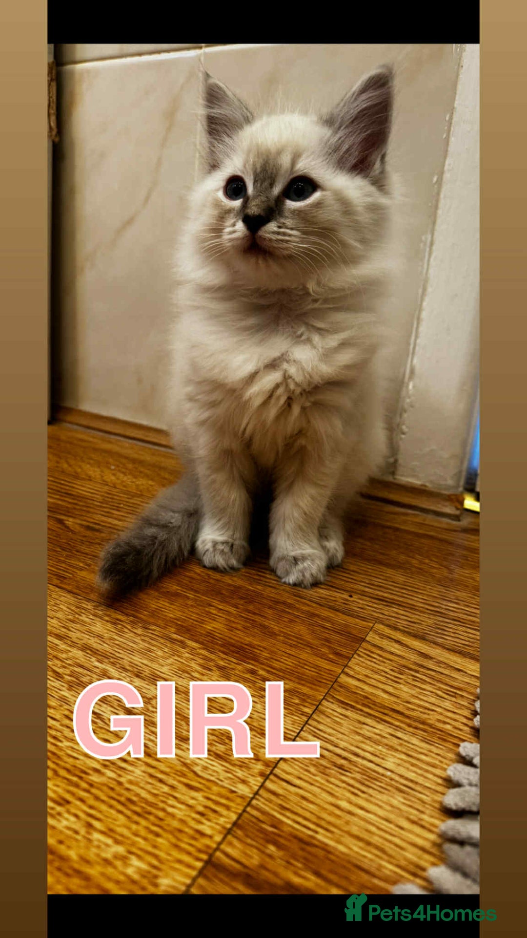 Ragdoll cats for sale: RAGDOLL KITTENS❣️FUR BABIES READY TO GO - Image 2