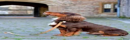 Cocker Spaniel dogs for sale: Kc registerd working cocker spaniels - Advert 17