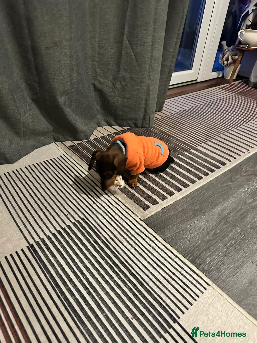 Miniature Dachshund dogs for sale: Miniature Dachshund Female. 6 Month’s Old.  - Advert 6