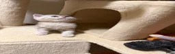 Scottish Fold cats for sale: Scottish straight kittens  - Advert 8