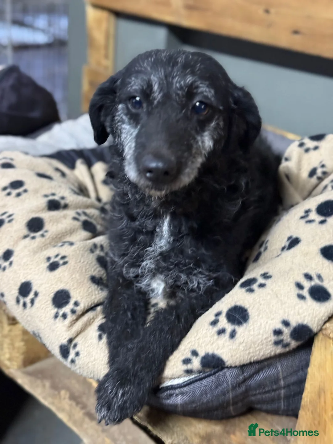 Mixed Breed dogs for adoption: Little Etelka looking for her home - Advert 1