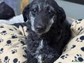 Mixed Breed dogs Little Etelka looking for her home - Advert 3