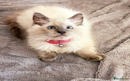 Ragdoll cats for sale: Cute little Ragdoll kittens for sale 💕🐱🐱 - Image 9
