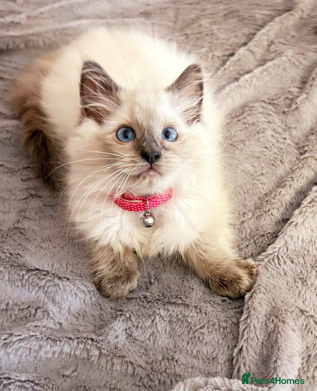Ragdoll cats for sale: Cute little Ragdoll kittens for sale 💕🐱🐱 - Image 9