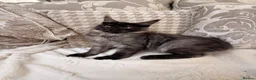 Maine Coon cats for sale: Tica registered black smoke maine coon kittens - Advert 3