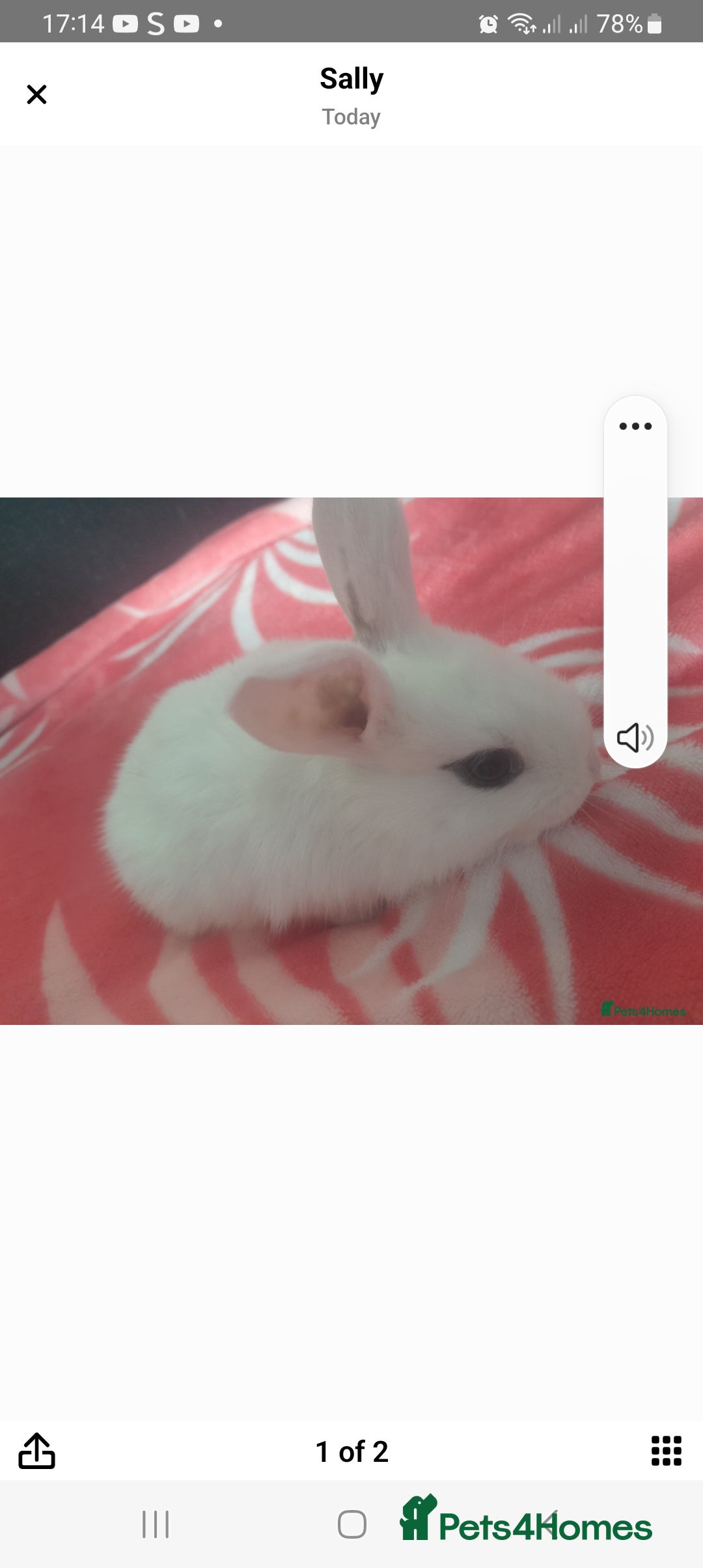 Mixed Breed rabbits for sale: 5 weeks old bunnies ready to go in October 14 - Image 6