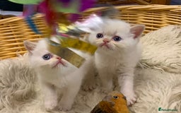 Persian cats for sale: Exotic persians  - Image 5