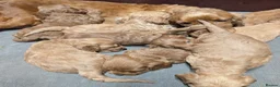 Cockapoo dogs for sale: Quality F1 Cockapoo puppies  in Ammanford - Advert 24