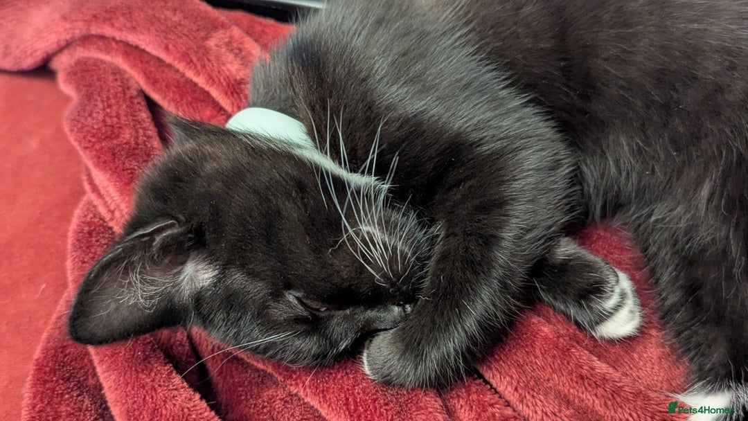 British Longhair cats for sale: Kittens are ready to go  - Image 15