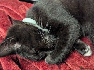 British Longhair cats Kittens are ready to go - Advert 12