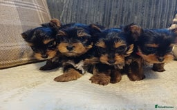 Yorkshire Terrier dogs for sale: Gorgeous puppies❤️❤️🩵🩵 - Advert 8