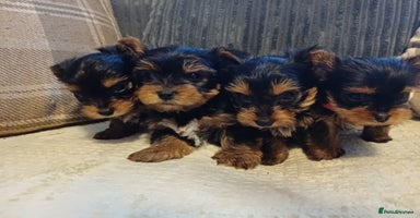 Yorkshire Terrier dogs Last two boys🩵🩵 - Advert 12