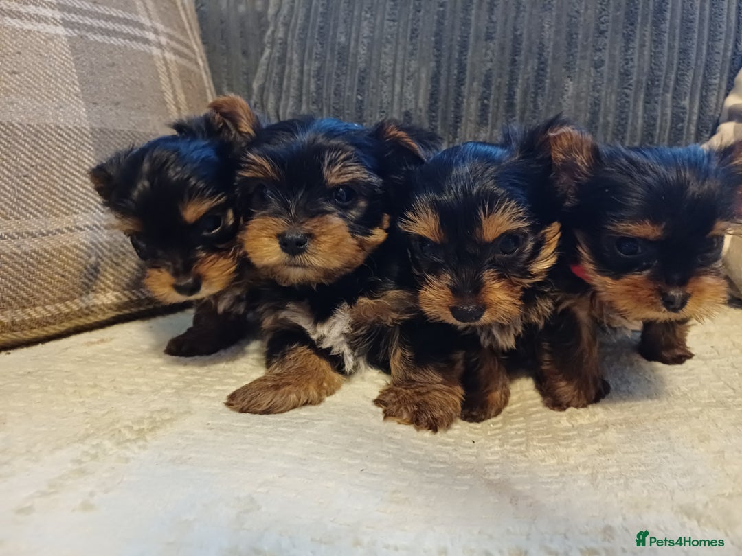 Yorkshire Terrier dogs for sale: Gorgeous puppies❤️❤️🩵🩵 - Advert 8