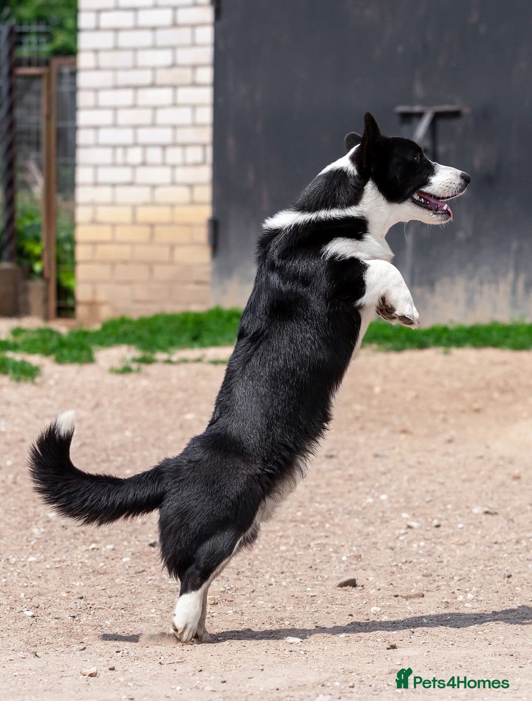 Welsh Corgi Pembroke dogs RONNIE – Welsh Corgi Pembroke (Male) - Advert 1