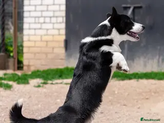 Welsh Corgi Pembroke dogs RONNIE – Welsh Corgi Pembroke (Male) - Advert 1