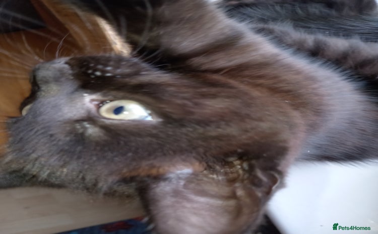 Mixed Breed cats - Advert 7