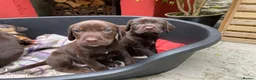Mixed Breed dogs for sale: BEAUTIFUL LABRADOR X GWP X VIZSLA PUPPIES FOR SALE - Advert 6