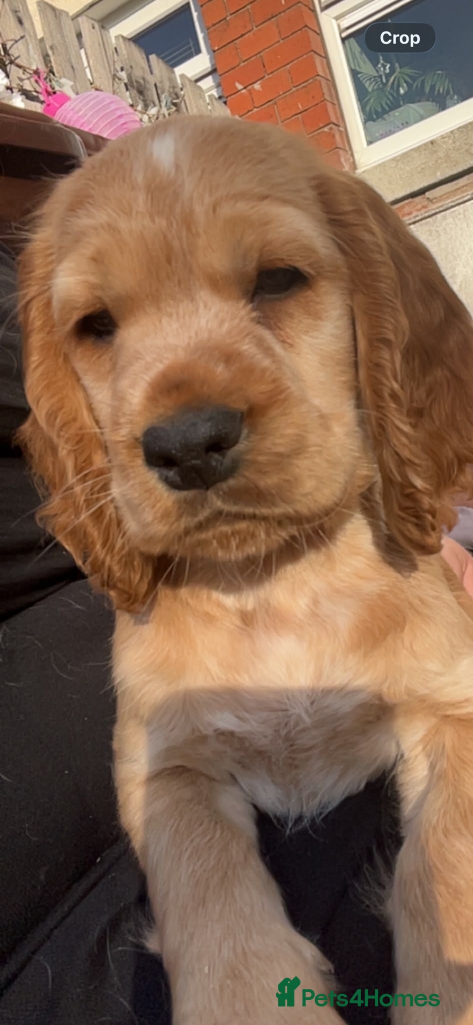 Cocker Spaniel dogs Cocker spaniels Barnsley area - Advert 2