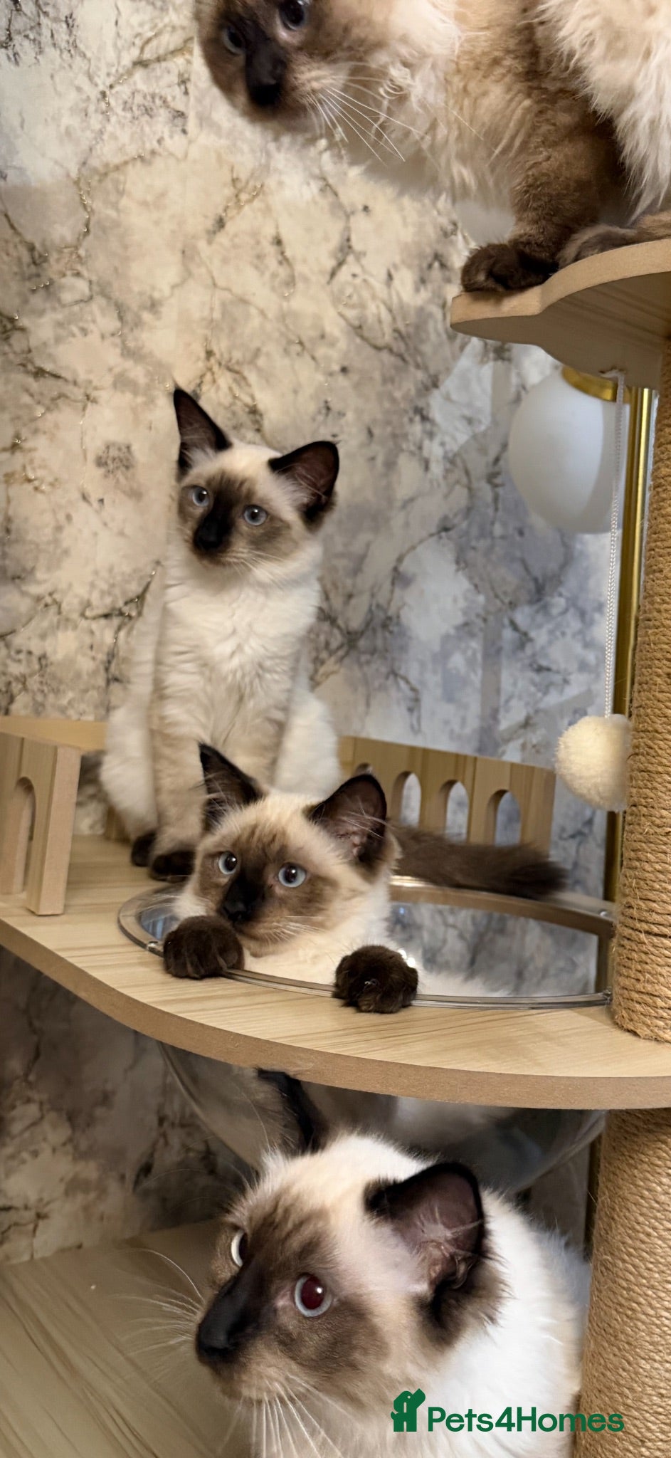 Ragdoll cats Family Raised Ragdoll Kittens - Advert 2