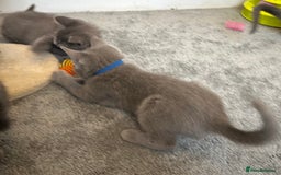Russian Blue cats for sale: Russian Blue Kittens  - Image 30