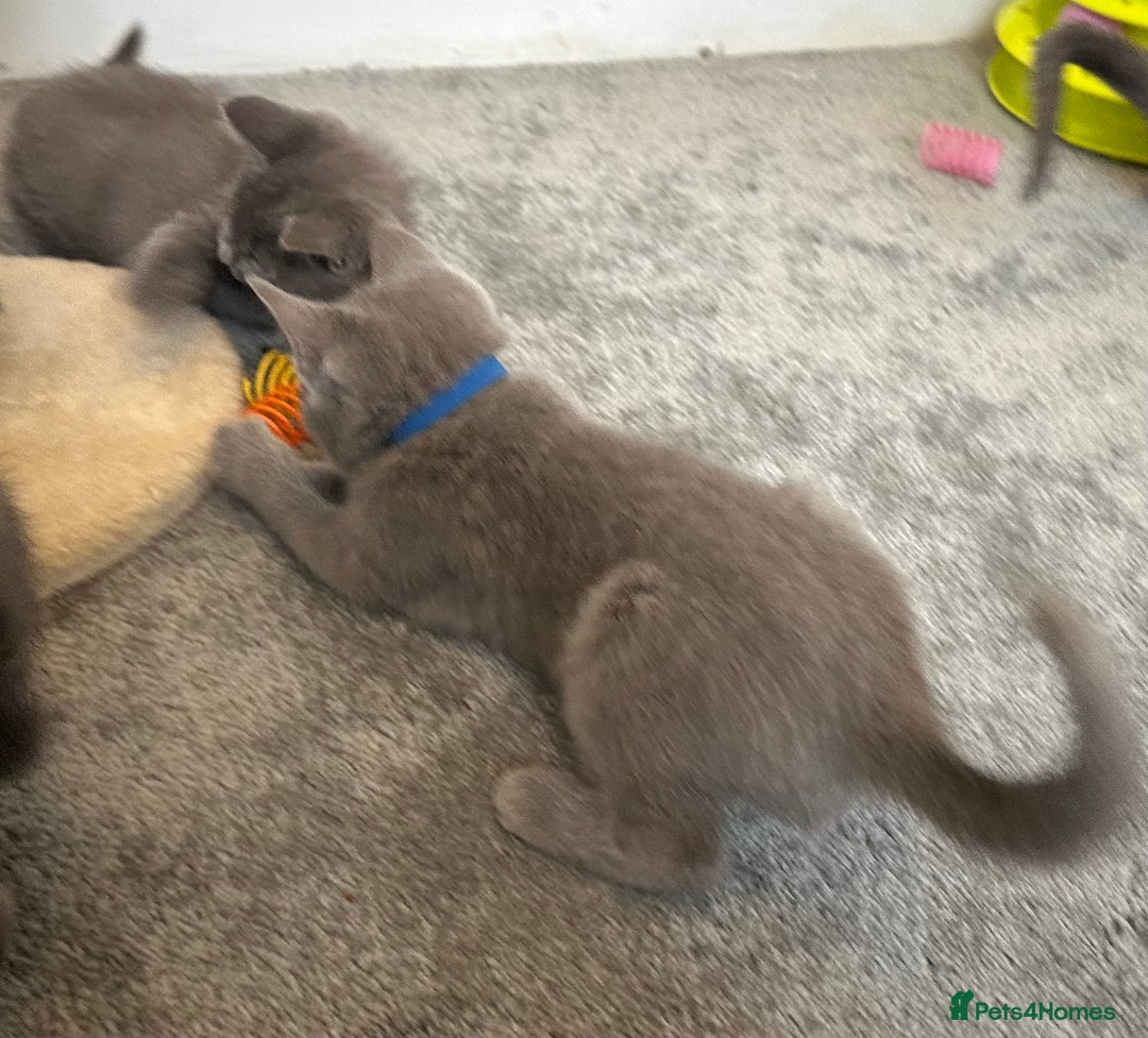 Russian Blue cats for sale: Russian Blue Kittens  - Image 30