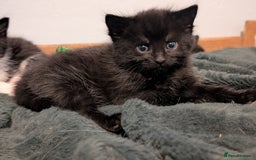 Domestic Shorthair cats for sale: Kittens for sale  - Image 8