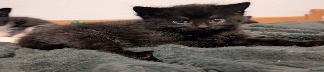Domestic Shorthair Kitten 1