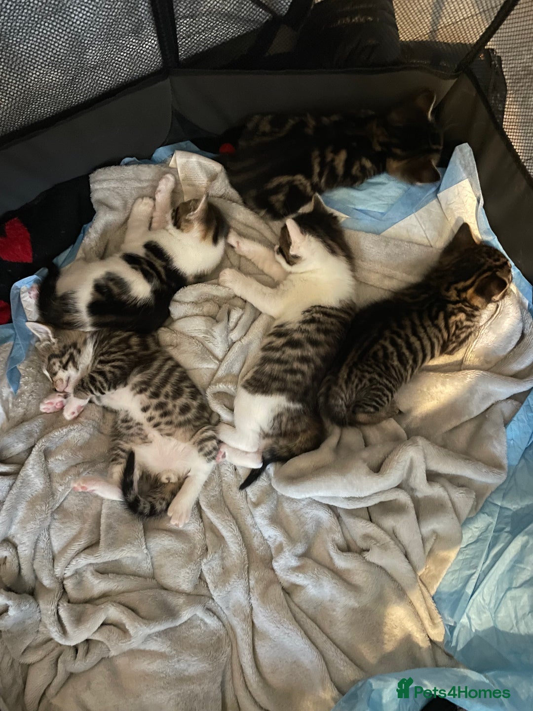 Mixed Breed cats for sale: 5 Fluffy furs to find new lovely houses  - Advert 11