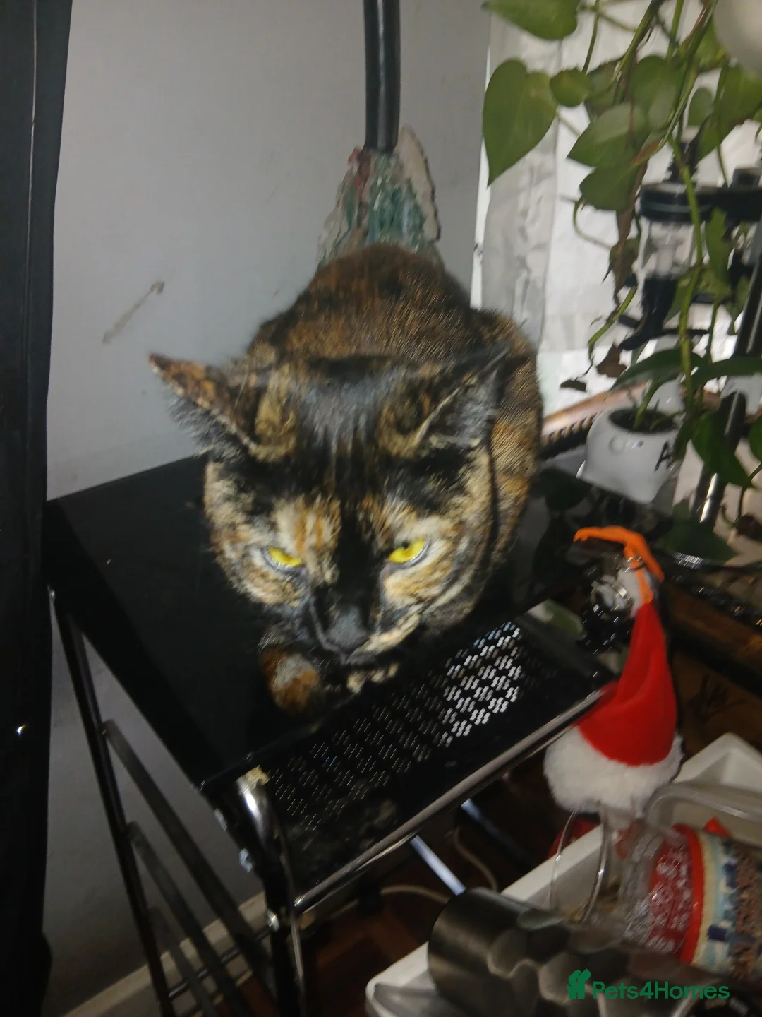 Mixed Breed cats for sale: Baby kitten for sale  - Advert 1