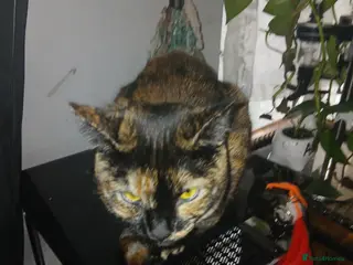 Mixed Breed cats Baby kitten for sale - Advert 1