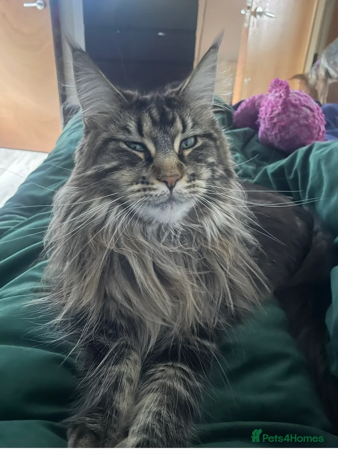 Maine Coon cats for sale: Maine coon 3girls & 1 boy  - Advert 2