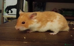 Hamster rodents for sale: Joey 8 months old we fell out - Image 2