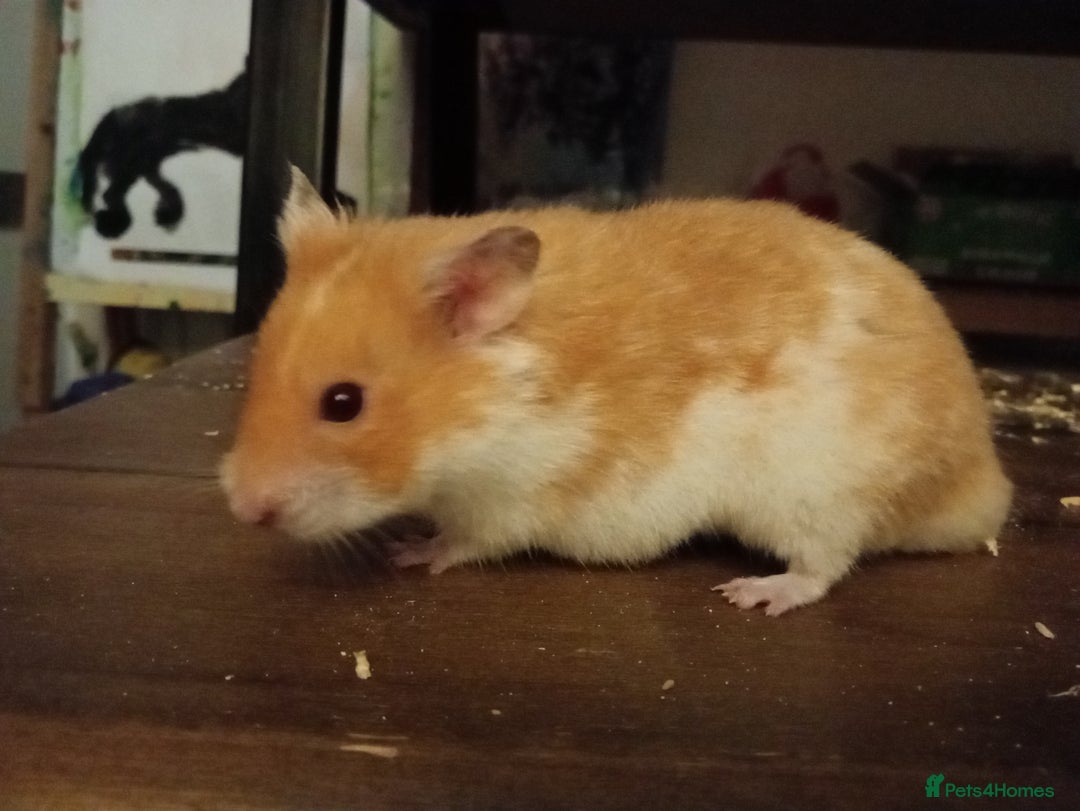 Hamster rodents for sale: Joey 8 months old we fell out - Image 2