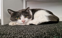 Mixed Breed cats for sale: Female cat - Image 3