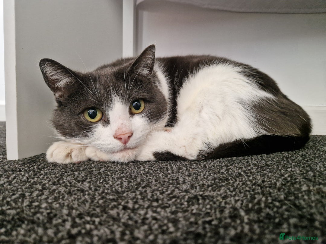 Mixed Breed cats for sale: Female cat - Image 3