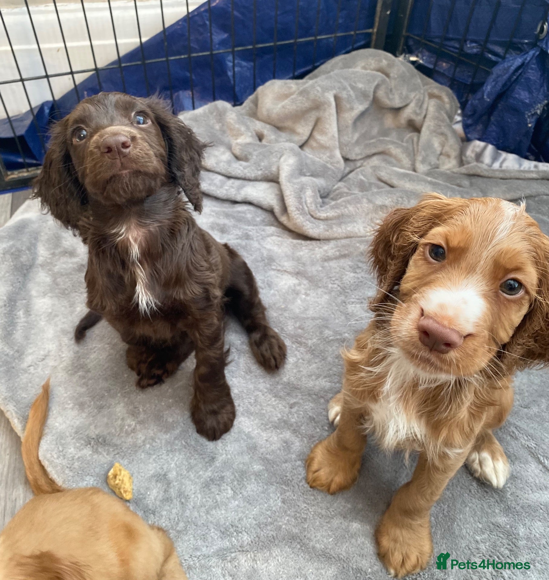 Cocker Spaniel dogs Ready now Working cocker spaniel puppies - Advert 7