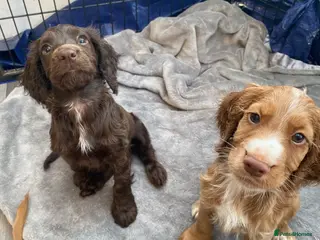 Cocker Spaniel dogs Ready now Working cocker spaniel puppies - Advert 7