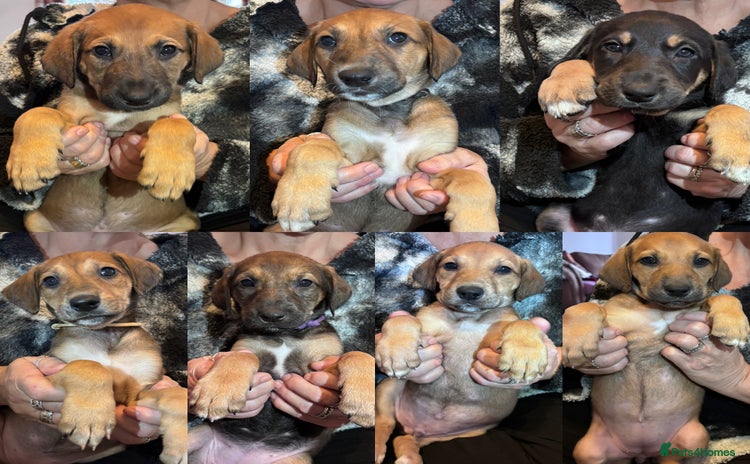 Mixed Breed dogs ⭐️Saluki Cross Puppies⭐️ONLY7left READY 08/12/2025 - Advert 12