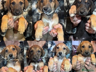 Mixed Breed dogs ⭐️Saluki Cross Puppies⭐️ONLY7left READY 08/12/2025 - Advert 15