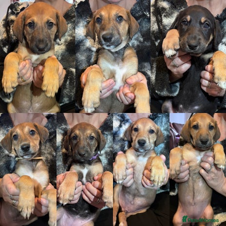 Mixed Breed dogs ⭐️Saluki Cross Puppies⭐️ONLY7left READY 08/12/2025 - Advert 12