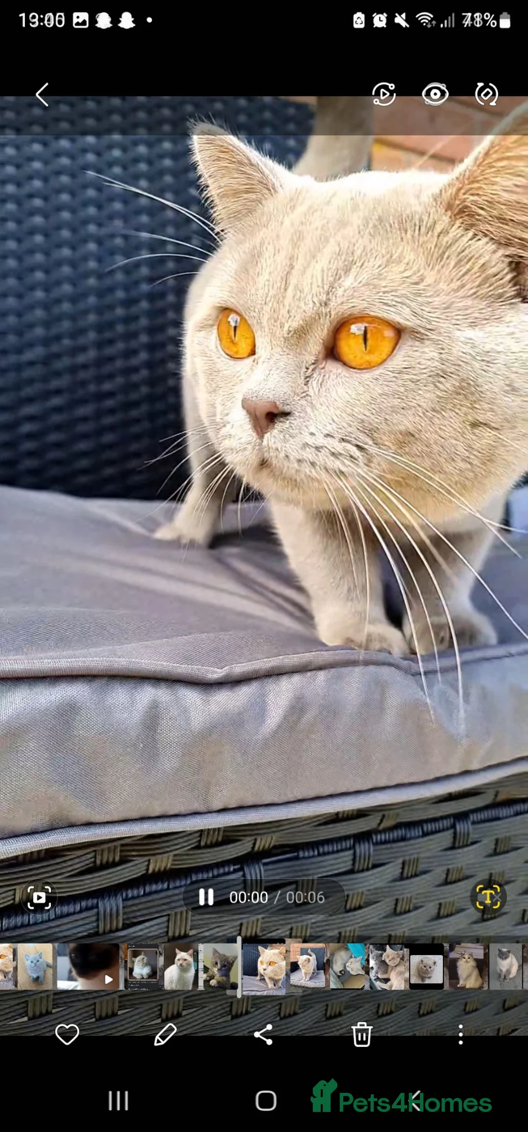 British Shorthair cats for stud: For stud lilac boy Sir Arnold (carries choc gene) - Advert 2