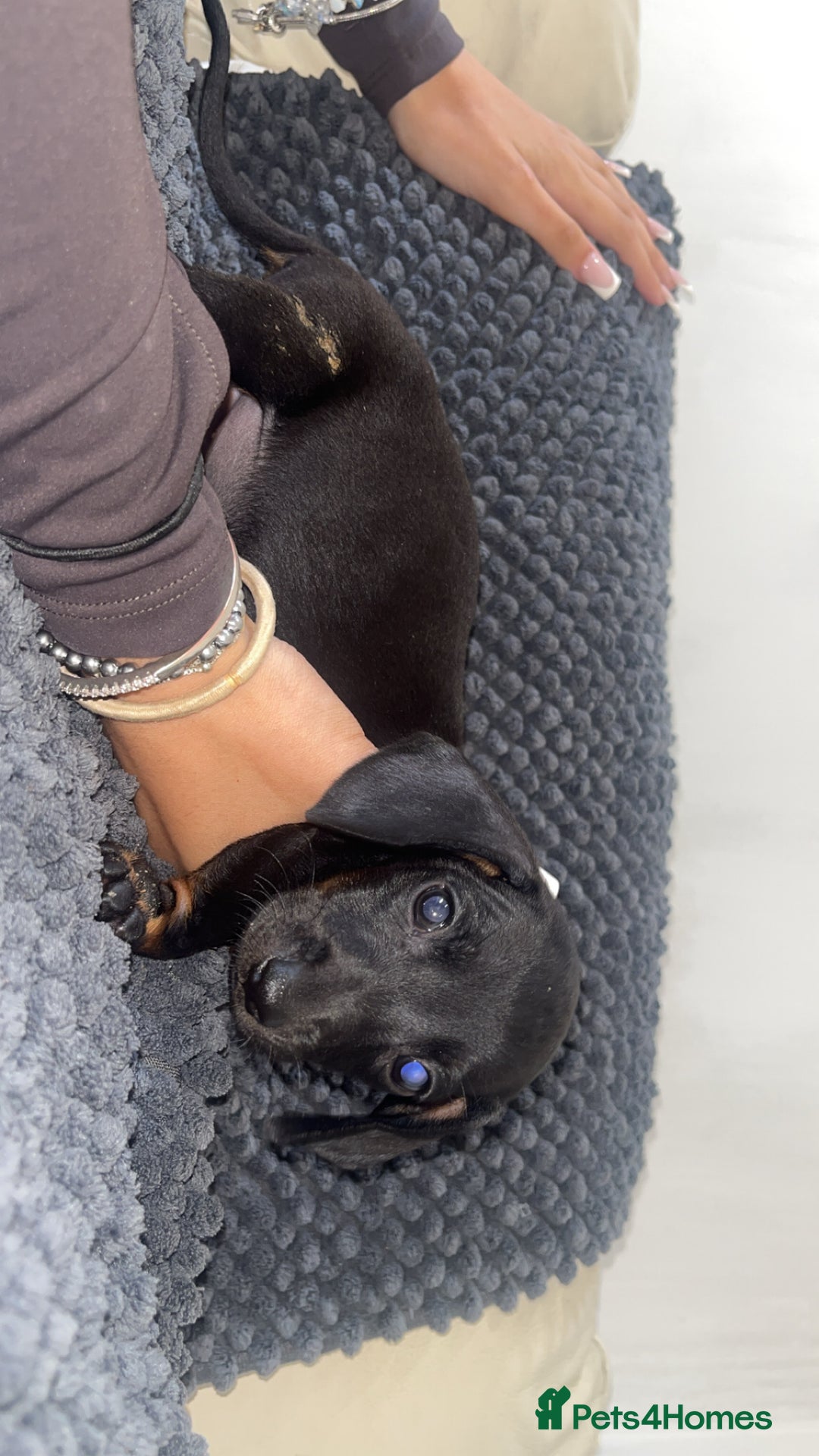 Miniature Dachshund dogs for sale: Miniature dachshunds - Image 10